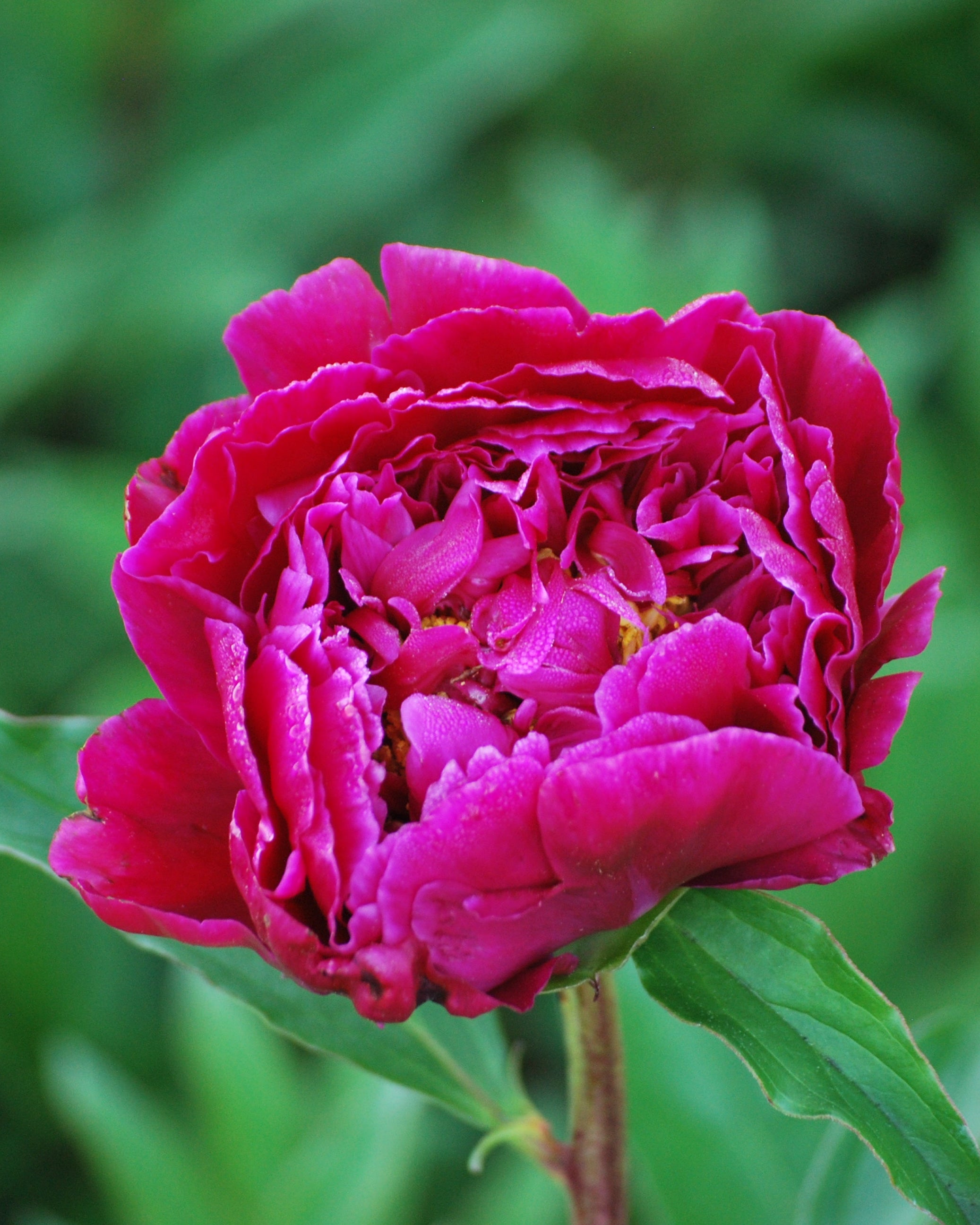 Paeonia lactiflora 'Victoire de la Marne' (Garden Peony