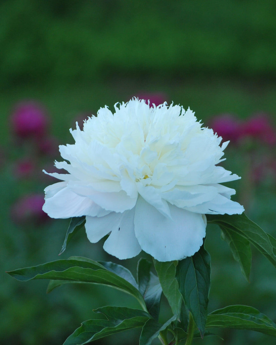 Paeonia l. 'Shirley Temple' (Garden Peony)
