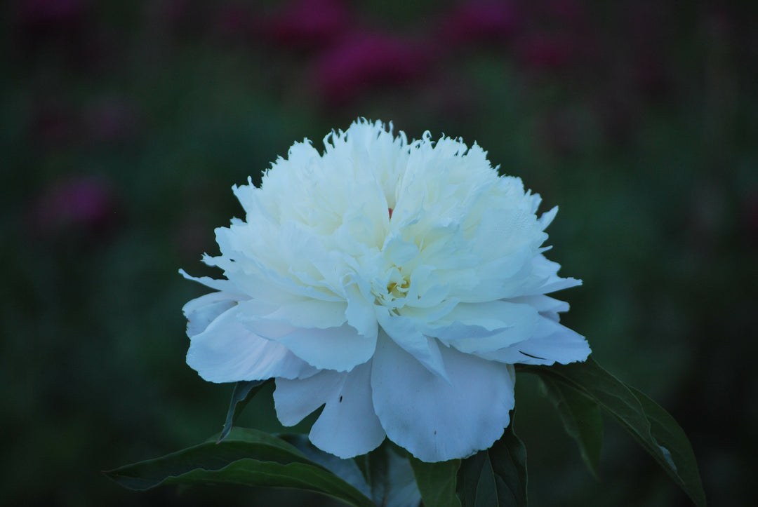 Paeonia l. 'Shirley Temple' (Garden Peony)