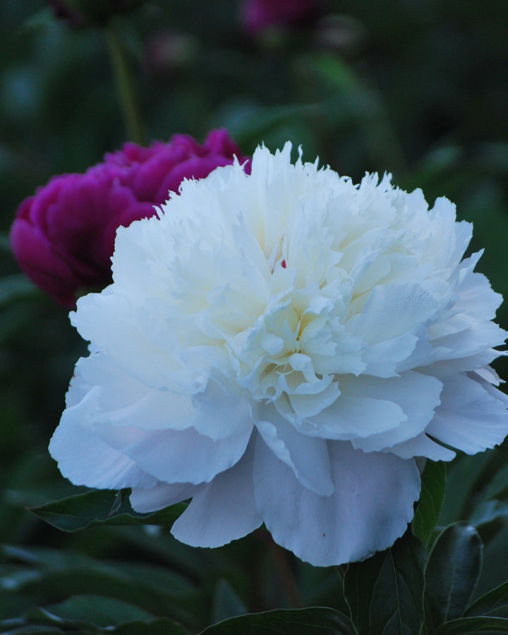 Paeonia l. 'Shirley Temple' (Garden Peony)