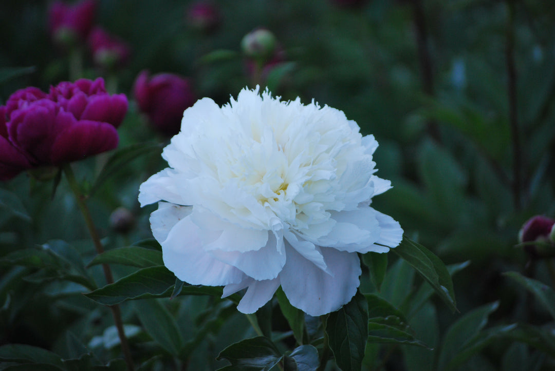 Paeonia l. 'Shirley Temple' (Garden Peony)