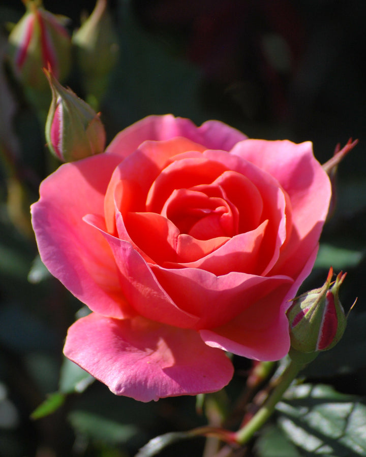 Rosa Coral Knock Out® (Shrub Rose)