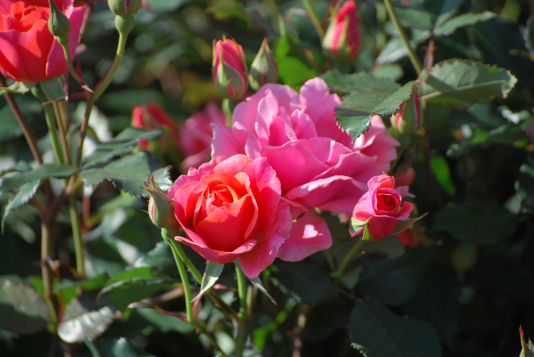 Rosa Coral Knock Out® (Shrub Rose)