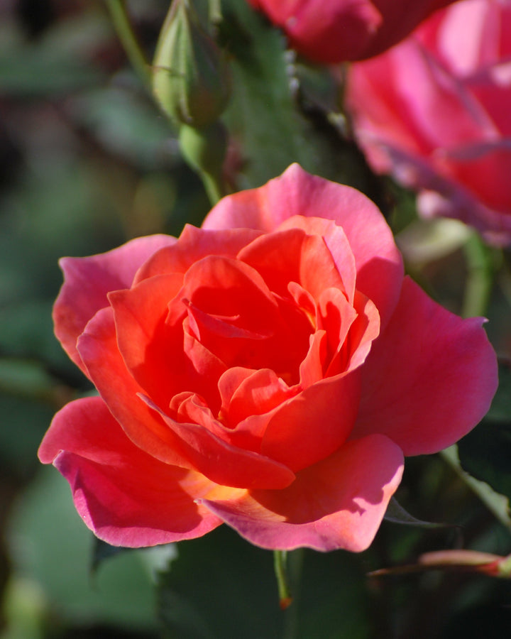 Rosa Coral Knock Out® (Shrub Rose)