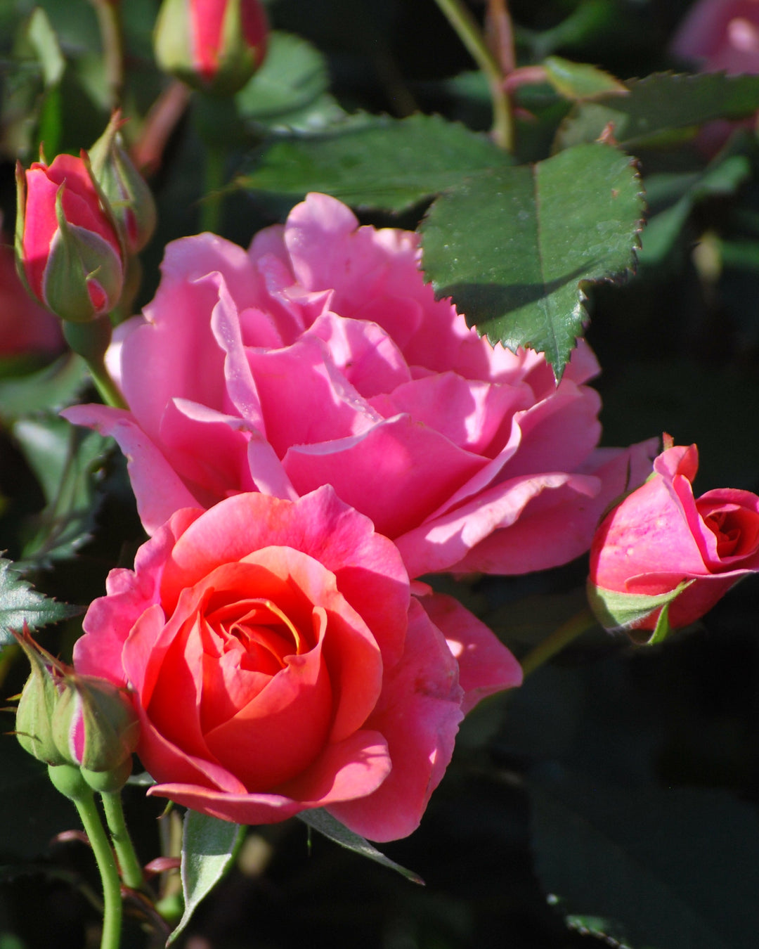 Rosa Coral Knock Out® (Shrub Rose)