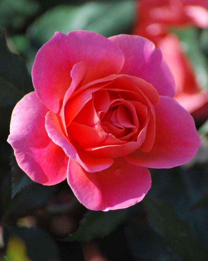 Rosa Coral Knock Out® (Shrub Rose)