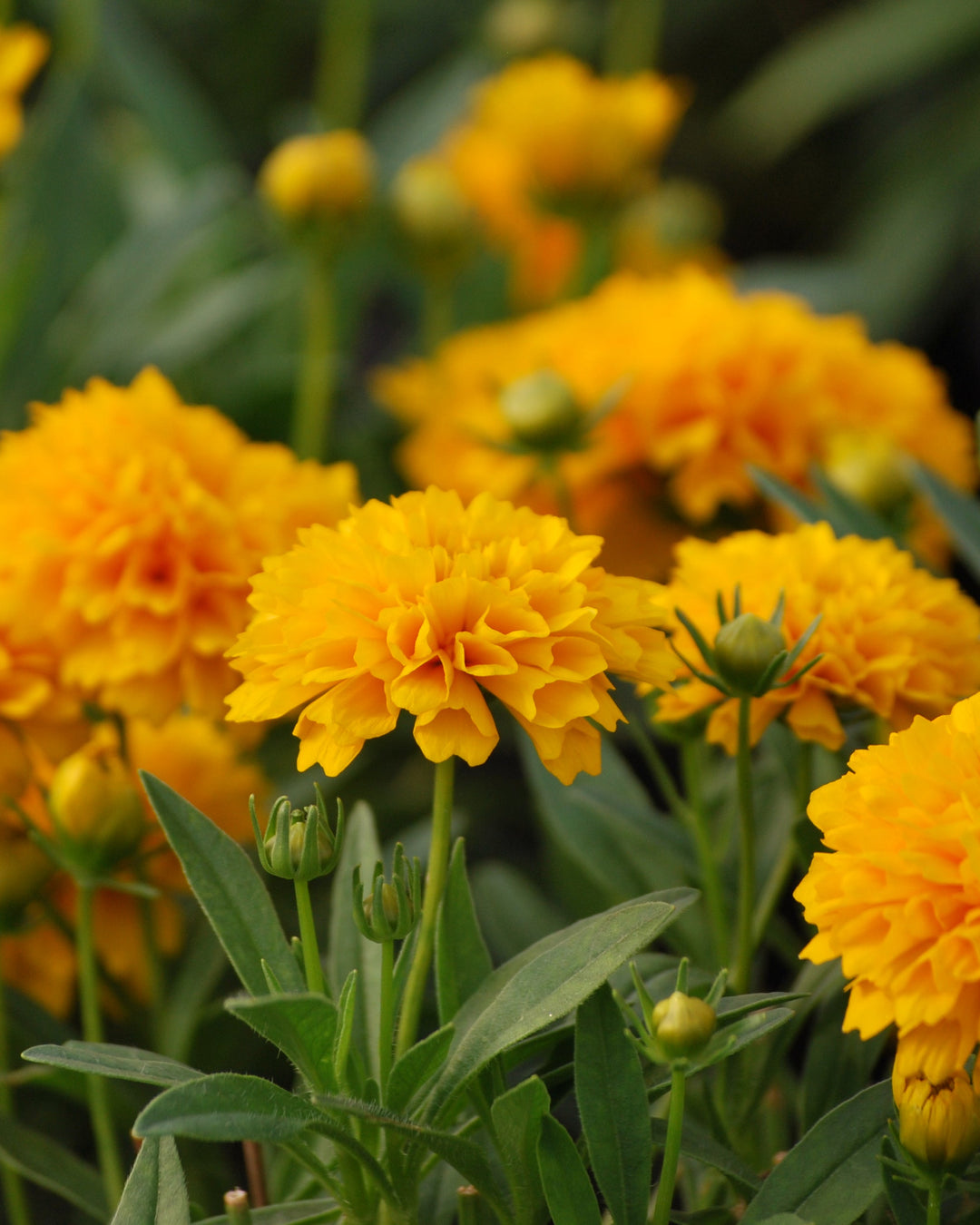 Coreopsis grandiflora Solanna™ Golden Sphere (Tickseed)