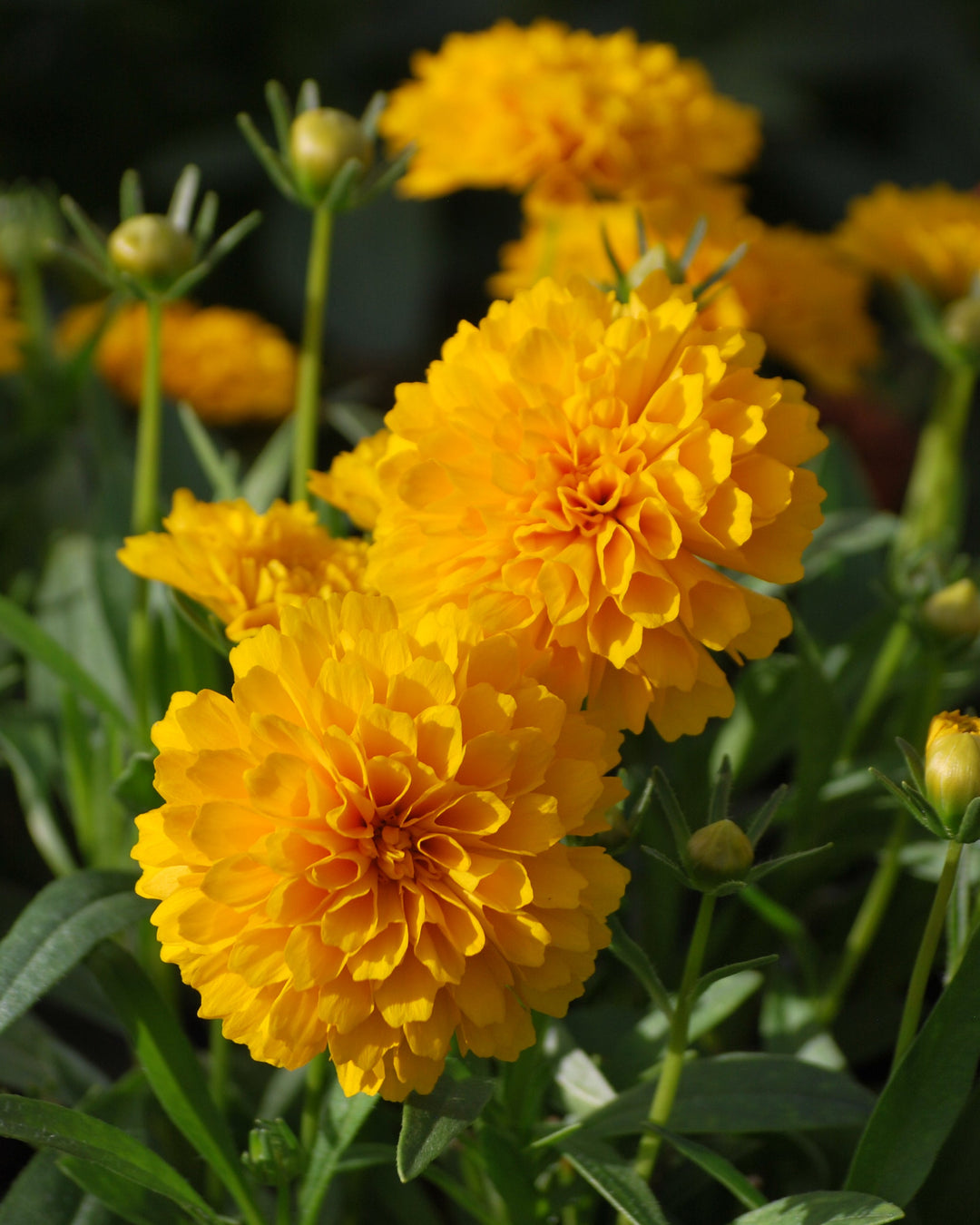 Coreopsis grandiflora Solanna™ Golden Sphere (Tickseed)