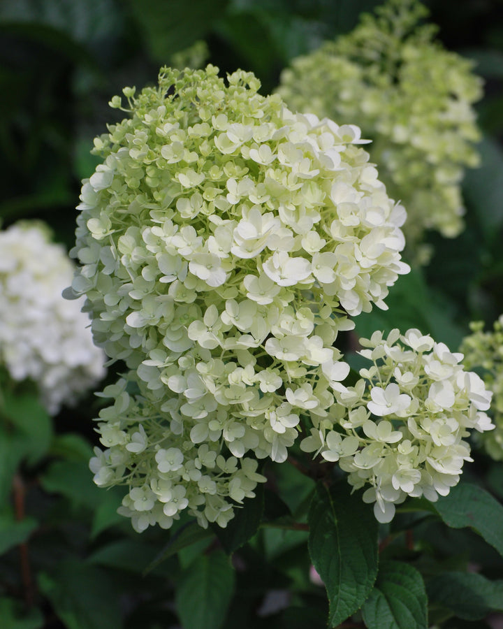 Hydrangea paniculata Bobo® (Panicle Hydrangea)