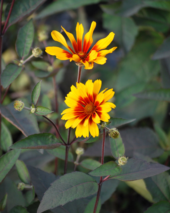 Heliopsis helianthoides var. scabra 'Burning Hearts' (False Sunflower)