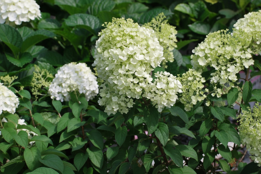 Hydrangea paniculata Bobo® (Panicle Hydrangea)