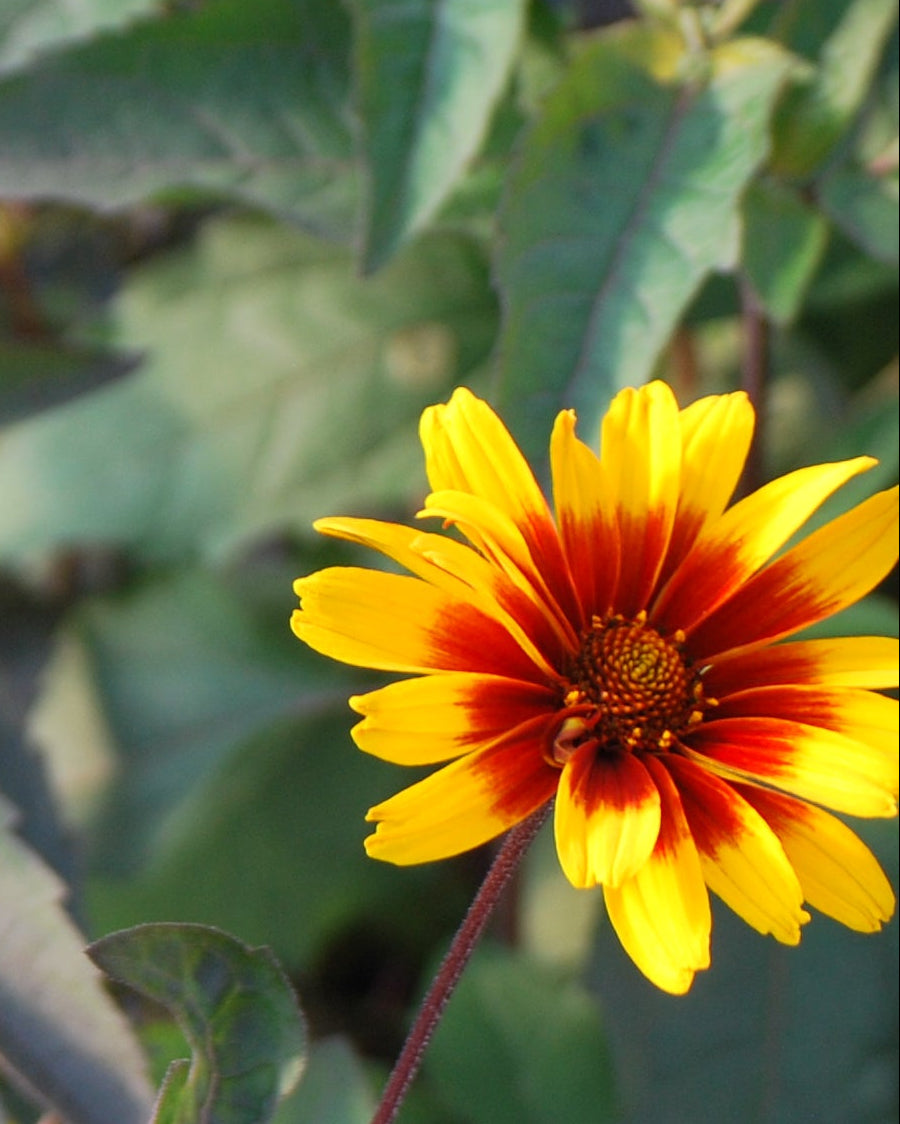 Heliopsis helianthoides var. scabra 'Burning Hearts' (False Sunflower)