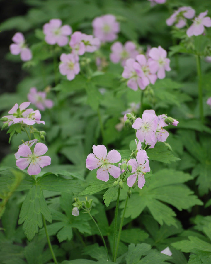 Geranium maculatum 'Chatto' (Wild Geranium)