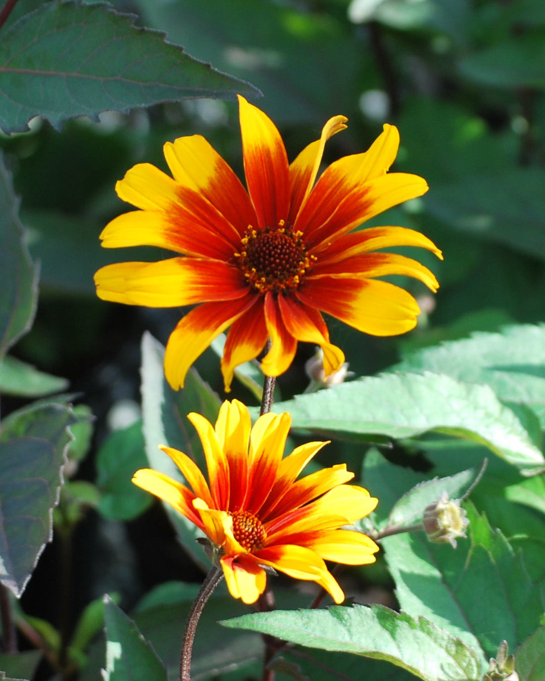 Heliopsis helianthoides var. scabra 'Burning Hearts' (False Sunflower)