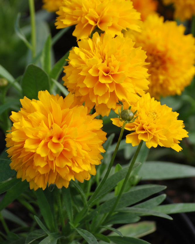 Coreopsis grandiflora Solanna™ Golden Sphere (Tickseed)