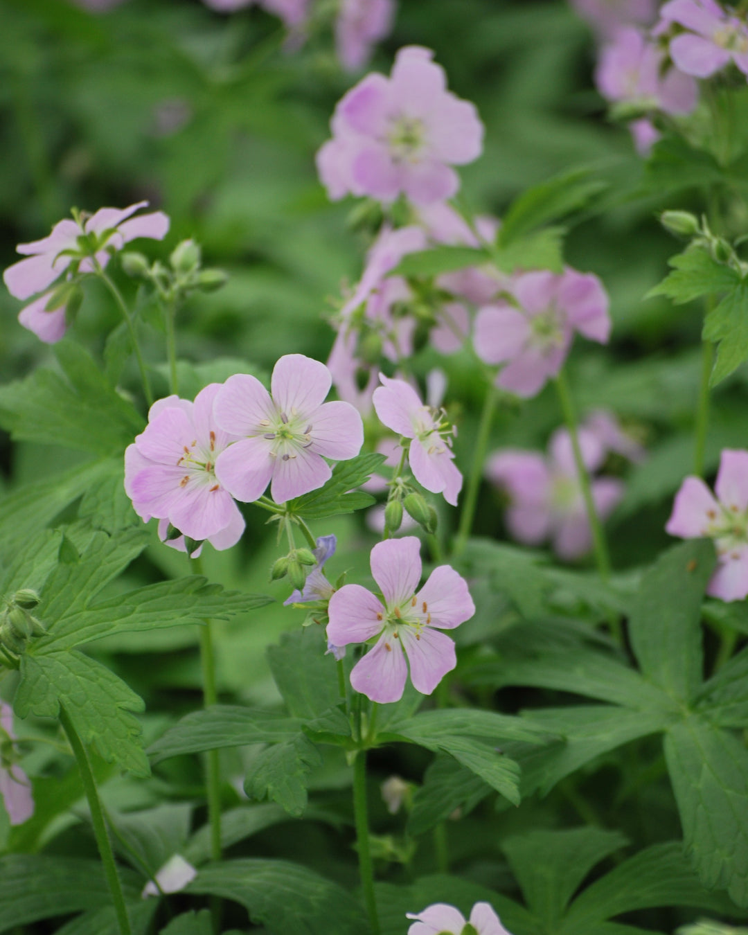 Geranium maculatum 'Chatto' (Wild Geranium)