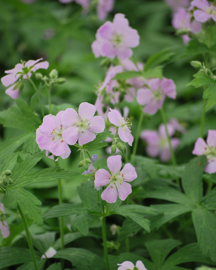 Geranium maculatum 'Chatto' (Wild Geranium)