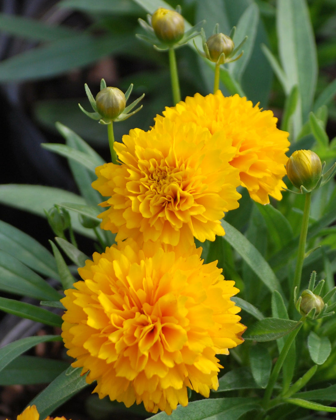 Coreopsis grandiflora Solanna™ Golden Sphere (Tickseed)