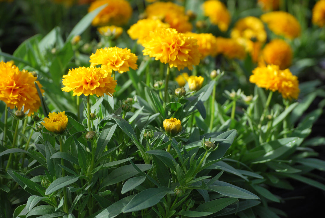 Coreopsis grandiflora Solanna™ Golden Sphere (Tickseed)