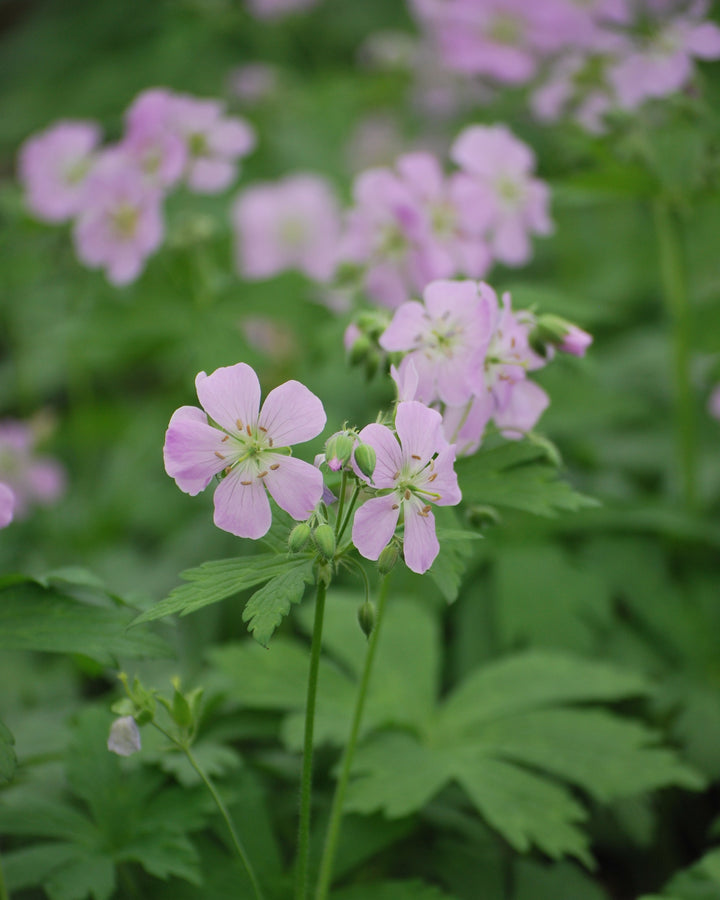 Geranium maculatum 'Chatto' (Wild Geranium)
