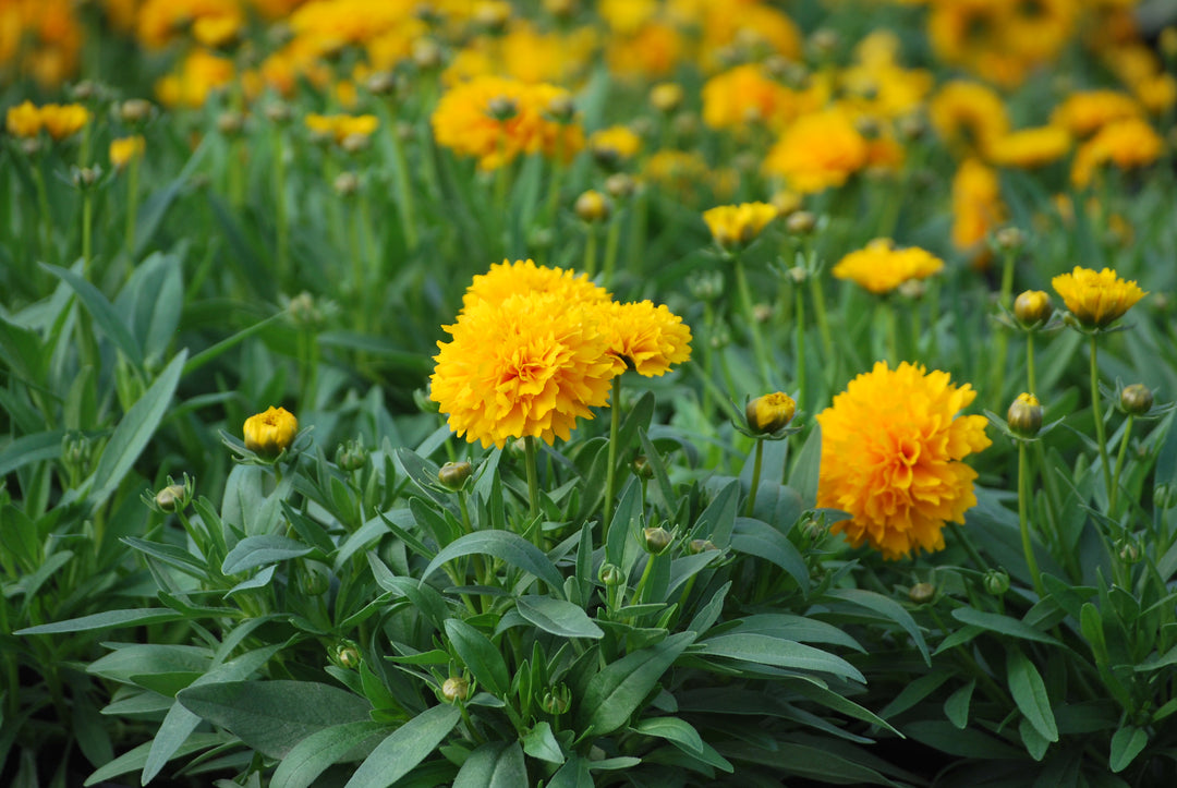 Coreopsis grandiflora Solanna™ Golden Sphere (Tickseed)