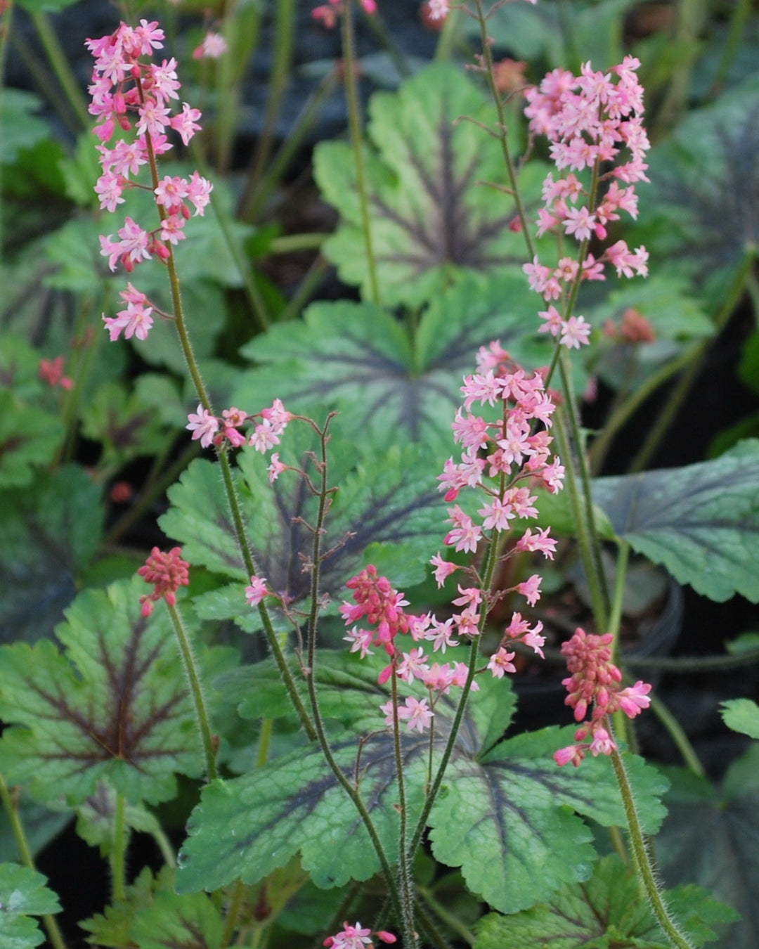 Heucherella 'Pink Revolution' (Foamy Bells)
