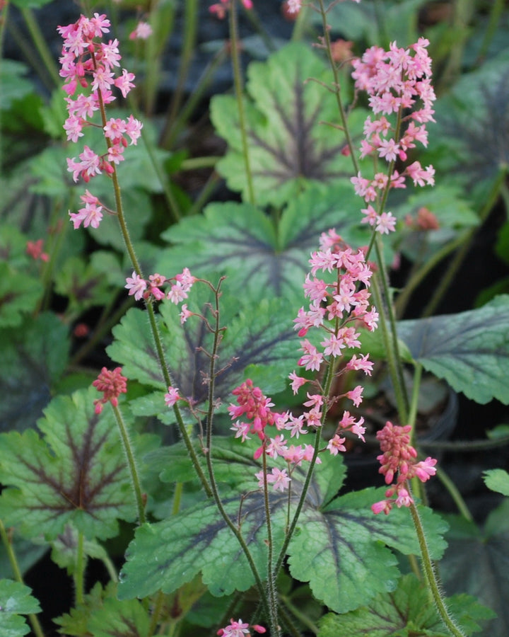 Heucherella 'Pink Revolution' (Foamy Bells)