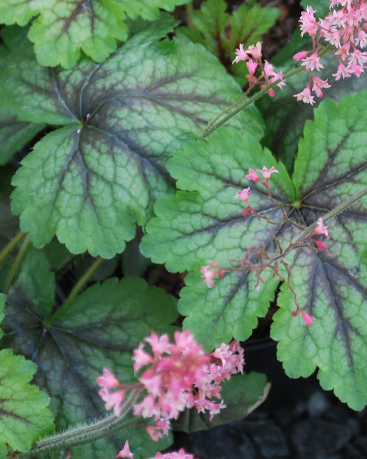 Heucherella 'Pink Revolution' (Foamy Bells)