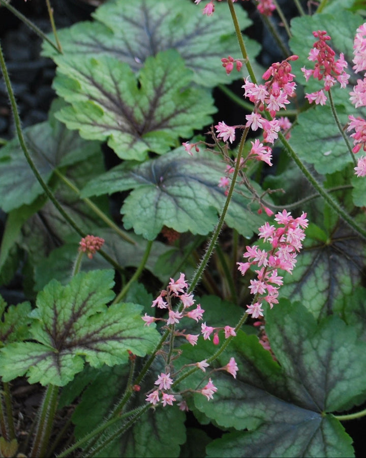 Heucherella 'Pink Revolution' (Foamy Bells)
