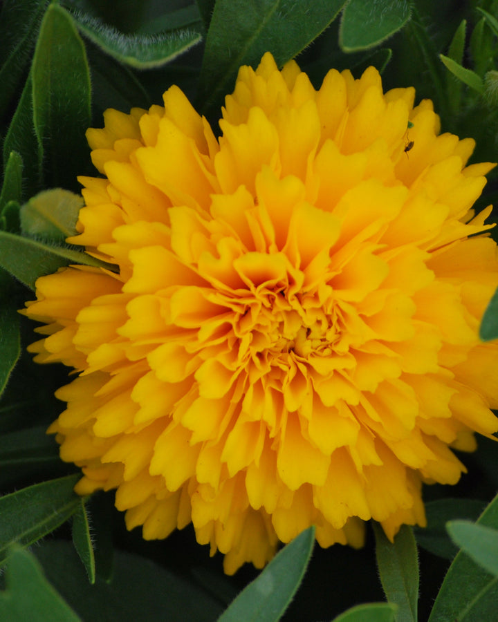 Coreopsis grandiflora Solanna™ Golden Sphere (Tickseed)