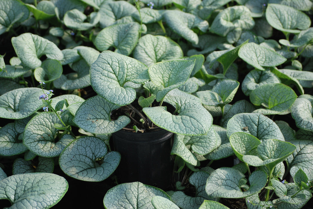 Brunnera macrophylla 'Sea Heart' (False Forget-me-not/Siberian Bugloss )