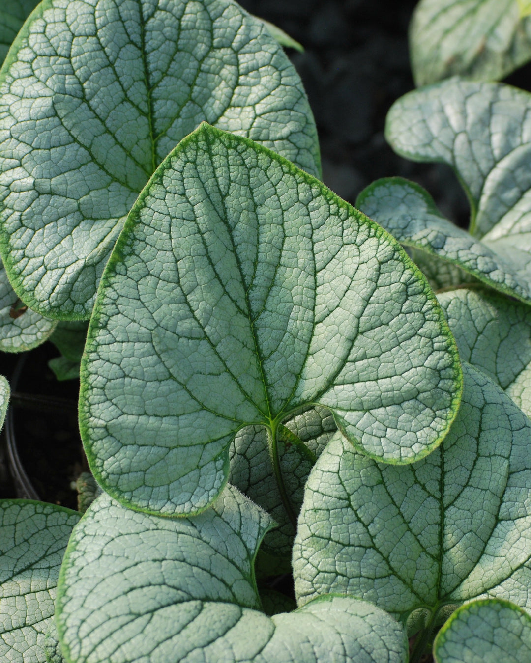 Brunnera macrophylla 'Silver Heart' (Silver Heart Forget-me-not)