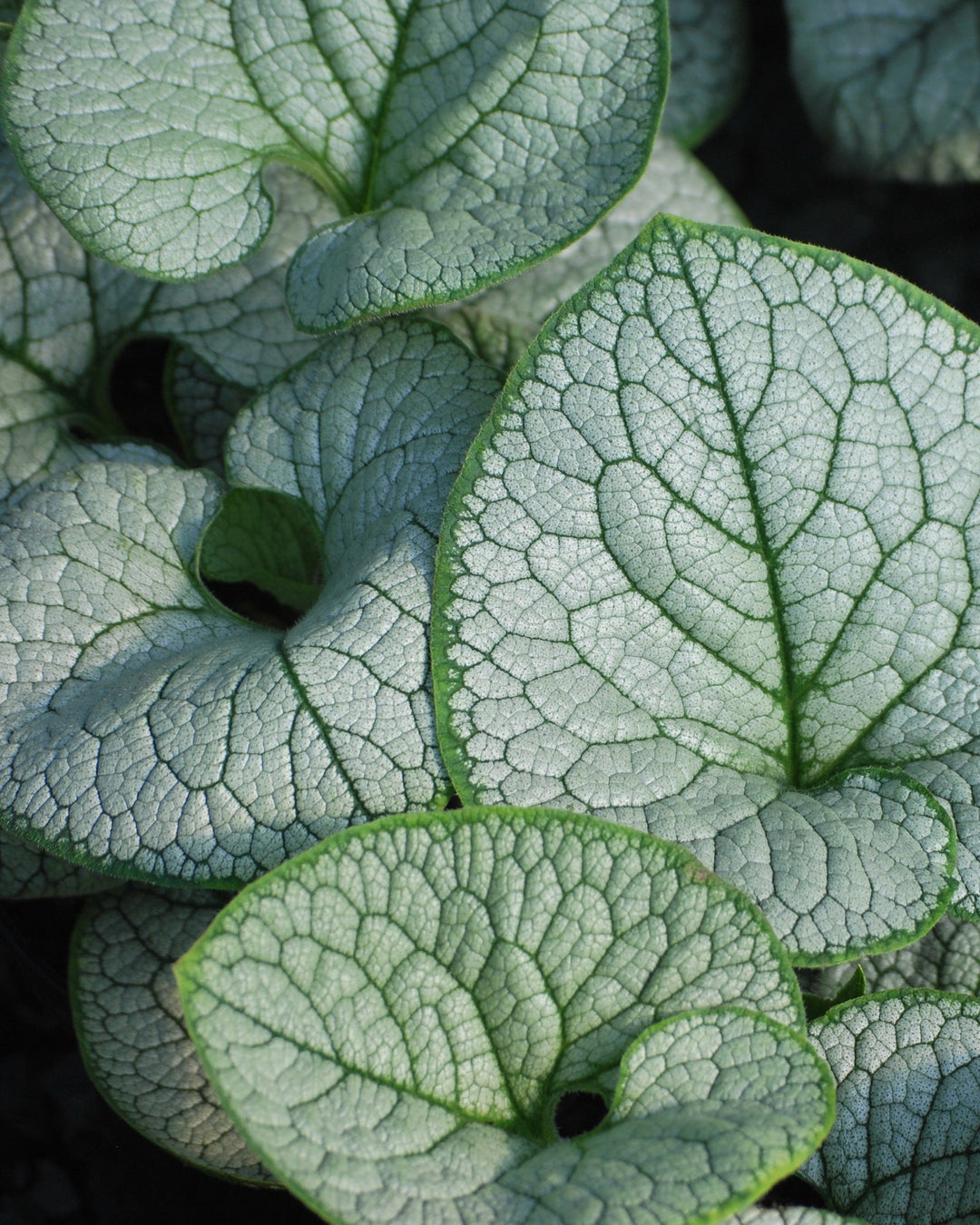 Brunnera macrophylla 'Sea Heart' (False Forget-me-not/Siberian Bugloss )