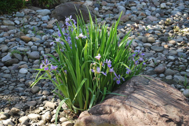 Iris versicolor (Blue Flag Iris, Wild Iris)