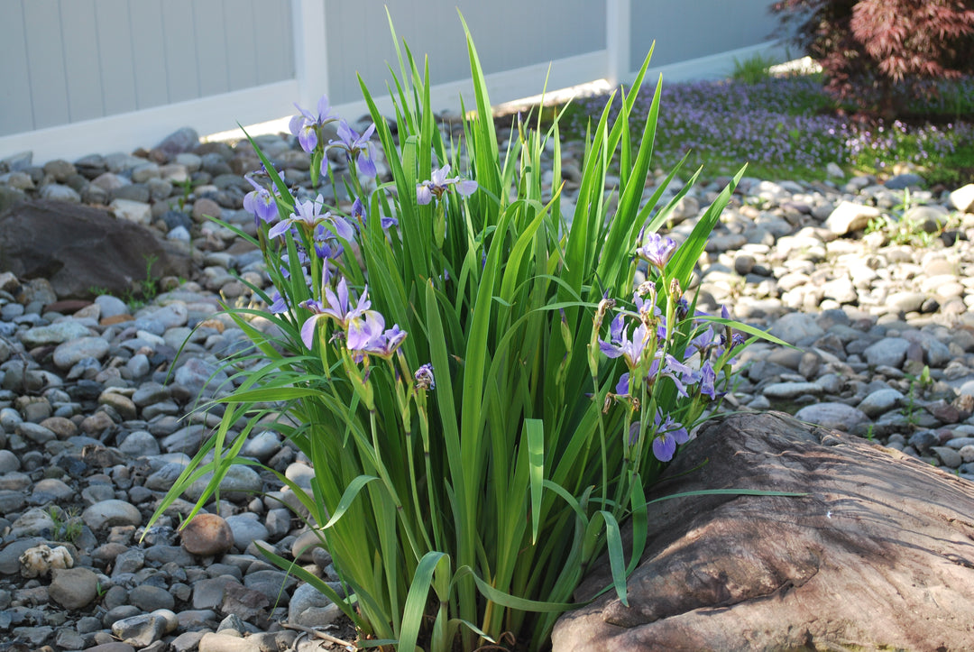 Iris versicolor (Blue Flag Iris, Wild Iris)