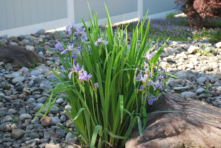 Iris versicolor (Blue Flag Iris, Wild Iris)