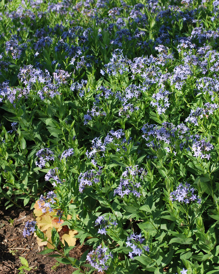 Amsonia x 'Blue Ice' (Bluestar)