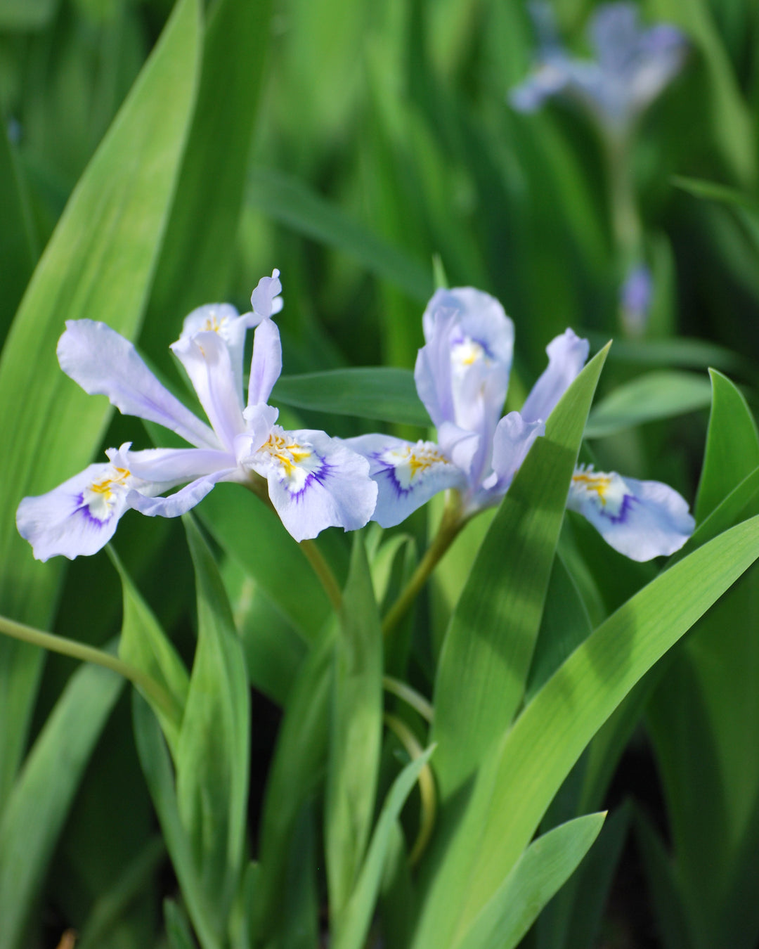Iris cristata 'Powder Blue Giant' (Dwarf Crested Iris)