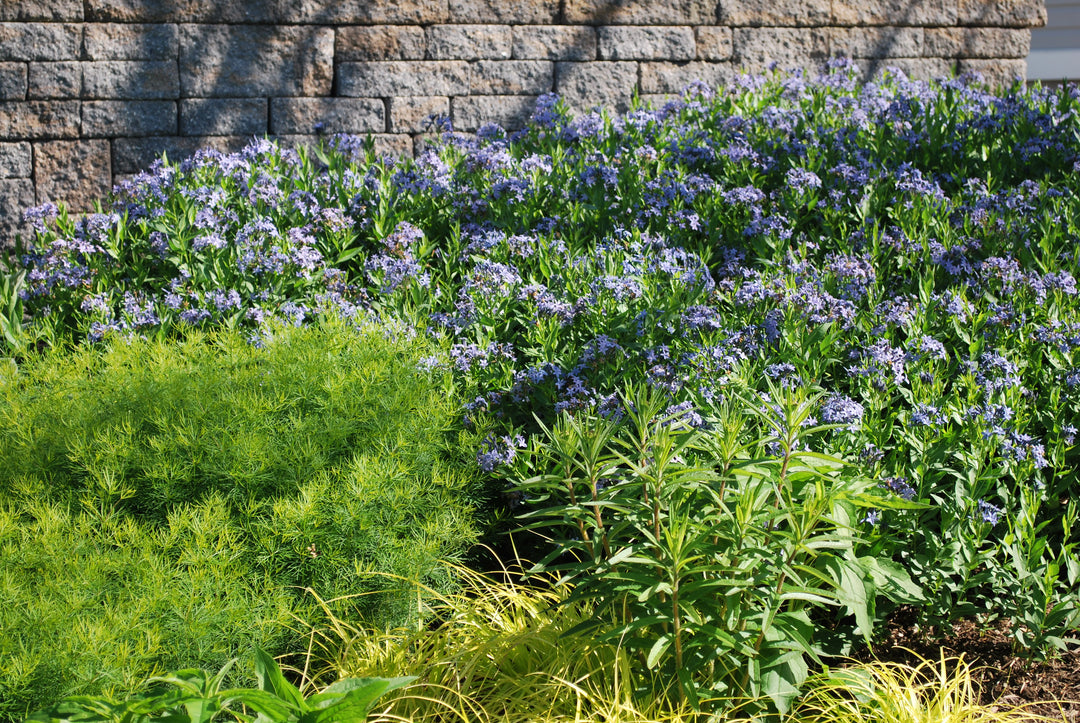 Amsonia x 'Blue Ice' (Bluestar)