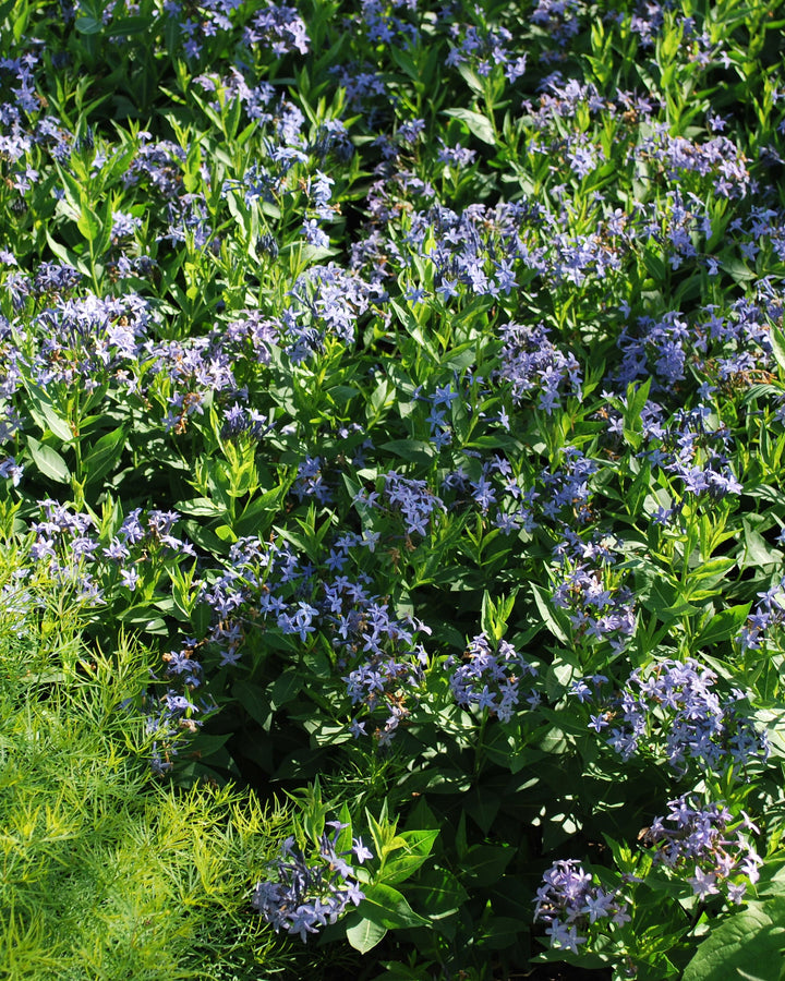 Amsonia x 'Blue Ice' (Bluestar)