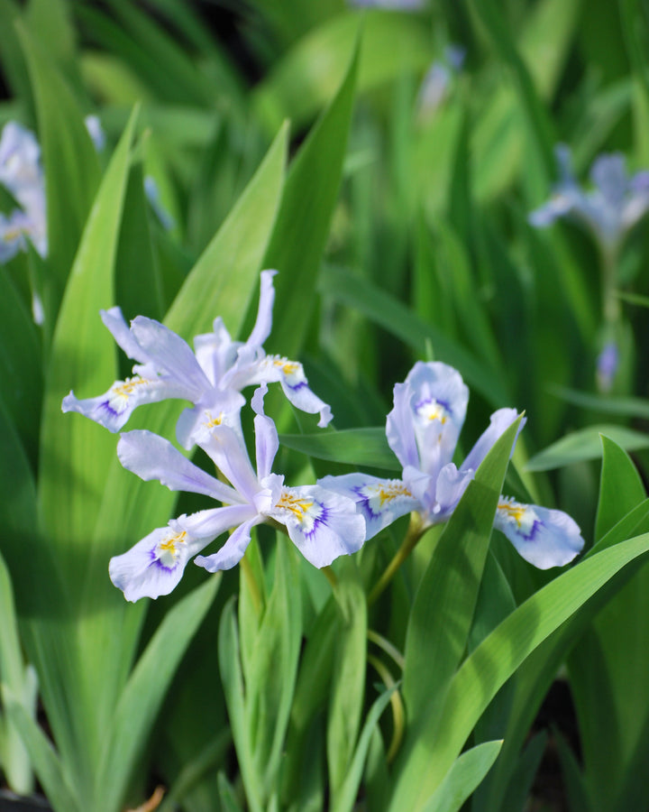Iris cristata 'Powder Blue Giant' (Dwarf Crested Iris)