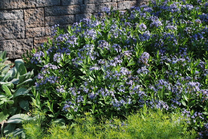 Amsonia x 'Blue Ice' (Bluestar)