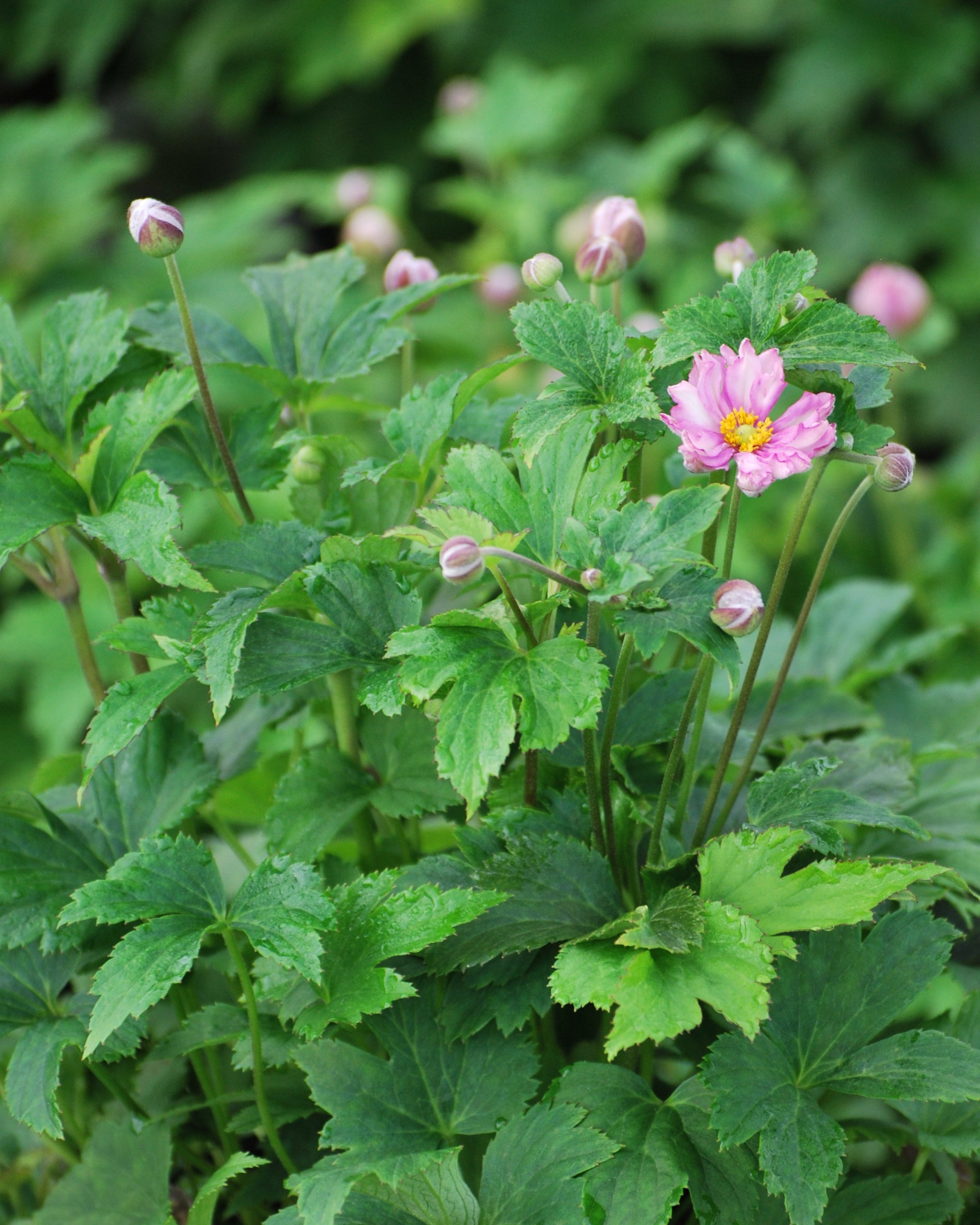 Anemone x hybrida Fantasy™ 'Pocahontas' (Windflower) – Perennial