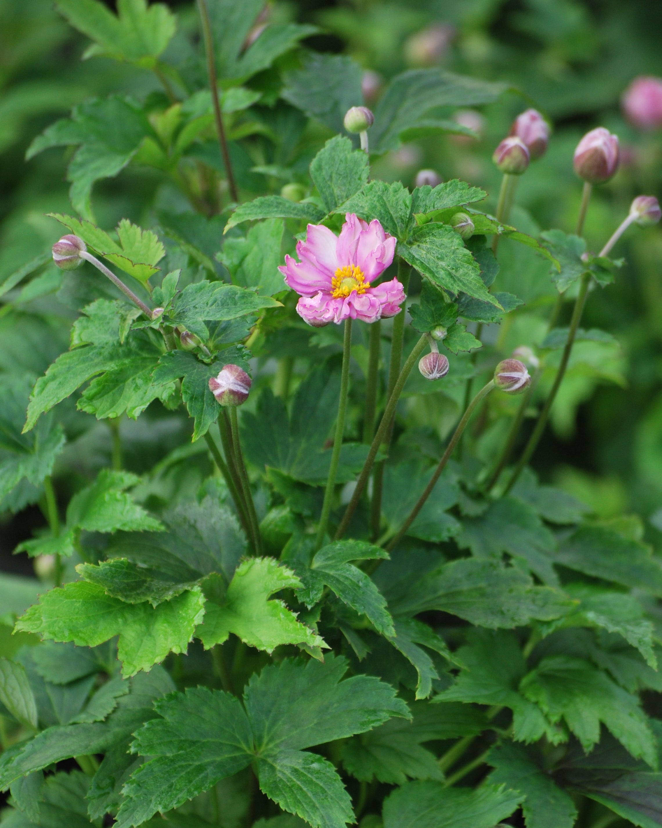 Anemone x hybrida Fantasy™ 'Pocahontas' (Windflower) – Perennial