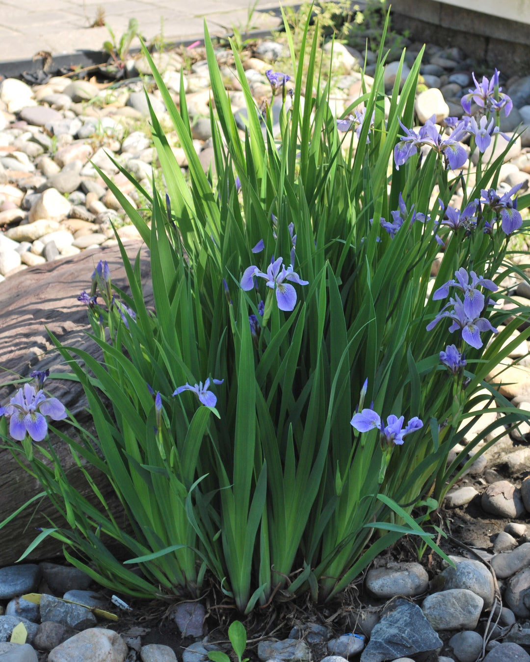 Iris versicolor (Blue Flag Iris, Wild Iris)