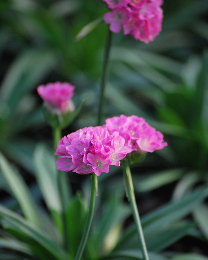 Armeria maritima 'Splendens' (Thrift)