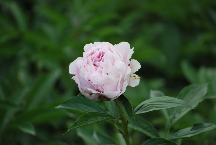 Paeonia lactiflora 'Sarah Bernhardt' (Garden Peony)