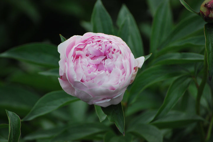 Paeonia lactiflora 'Sarah Bernhardt' (Garden Peony)