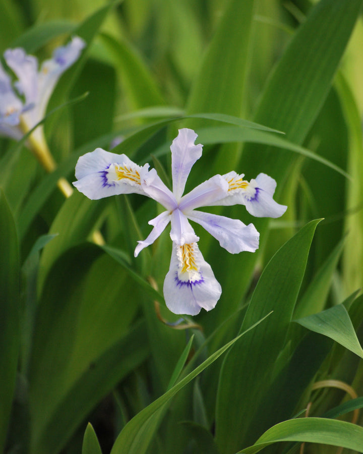 Iris cristata 'Powder Blue Giant' (Dwarf Crested Iris)