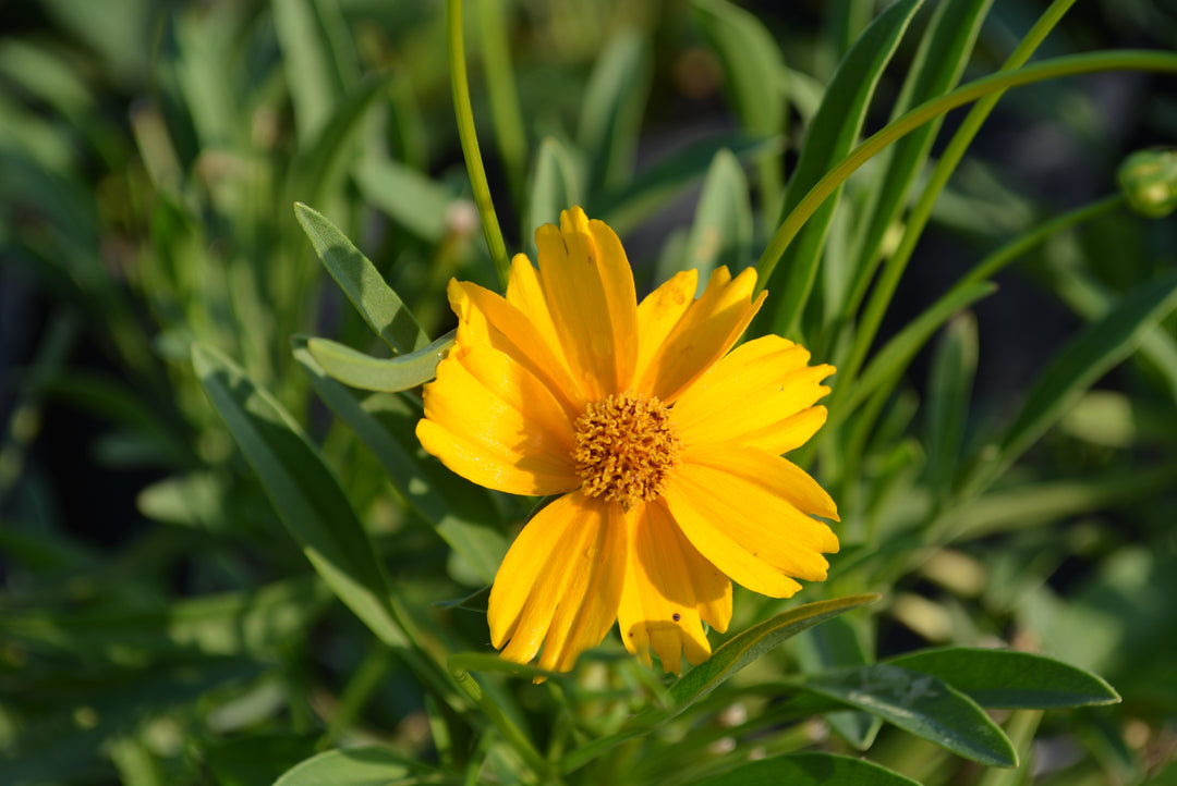 Coreopsis lanceolata (Lanceleaf tickseed)